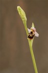 ophrys ophrys