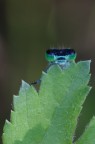 damigella damigella