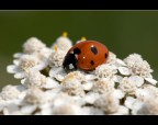 Coccinella Coccinella