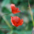 Papaveri Papaveri