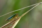 Cicadella Cicadella