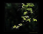 Farfalle... luminose