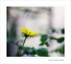 La nota... gialla La nota... gialla