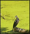 Cormorano # 2