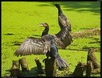 Cormorano # 3 Cormorano # 3