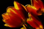 tulipani tulipani