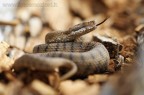 Vipera Aspis Vipera Aspis