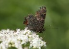 Tra varie farfalle che si contendevano i fiori e fare la loro bella figura, ho fotografato proprio la pi brutta e con poche ali.Per sono contento. E' stata esposta nella mia galleria alla visione di tutti. A350 sony macro 50 - 1/1050 f.2,8 ISO 100