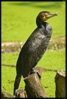 Cormorano # 4 Cormorano # 4