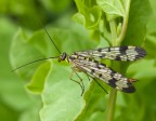 Panorpa communis