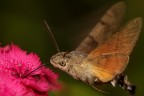 Macroglossum stellatarum al volo Macroglossum stellatarum al volo