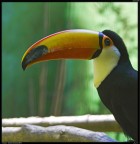 Tucano # 1 Tucano # 1