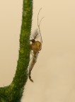 Larva