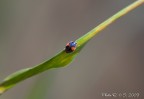 Coccinella Coccinella