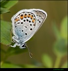 Farfalla Farfalla