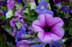 Fiore Fiore