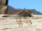 Libellula Libellula
