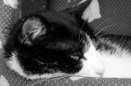 Gatta Crugna in B&W Gatta Crugna in B&W