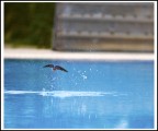 splash splash