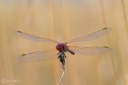 libellula rossa libellula rossa