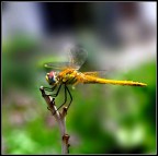 sul rametto sul rametto