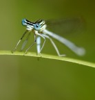 Damigella Damigella