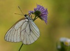 Pieride del biancospino Pieride del biancospino