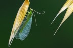 CRISOPA