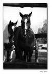 cavallo cavallo