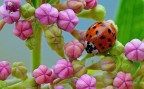 Una coccinella tra i pastelli Una coccinella tra i pastelli