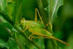 Tettigonia Tettigonia