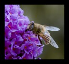 sul grappolo sul grappolo