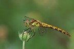 libellula libellula