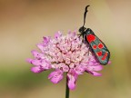 falena rossonera