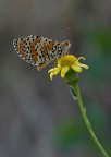 Melitaea cinxia e amica Melitaea cinxia e amica