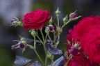 Rosa rossa e boccioli 02 Rosa rossa e boccioli 02