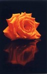 Rosa Rosa