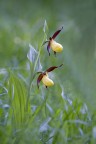 Cypripedium_calceolus Cypripedium_calceolus