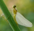 Da Ninfa a Libellula Da Ninfa a Libellula
