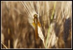 libellula dorata... libellula dorata...