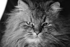 Il Signor Gatto Ernesto Il Signor Gatto Ernesto