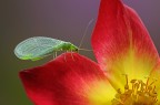 Insetto verde su velluto rosso