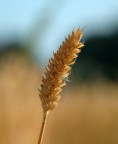 Spiga di grano Spiga di grano