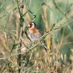 cardellino cardellino