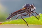 C e c sono graditi, Ciao Elio.
Canon 40d - Canon MP-E 65 - iso 100 - f 16 - t 0,4
Versione a 1500 px:
http://img3.imageshack.us/img3/6075/asilidae1500.jpg