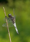 Prima libellula Prima libellula
