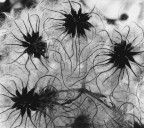 CLEMATIS VITALBA L. #I CLEMATIS VITALBA L. #I