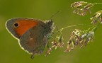 Coenonympa pamphilus