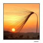 ...AL TRAMONTO... ...AL TRAMONTO...