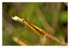 Crocothemis Erythraea maschio, ora  un "cucciolotto" ed il colore  preciso all'oro, da grande sar rossissimo!